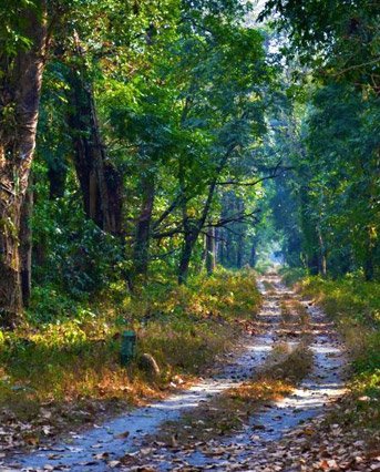 chapramari-forest