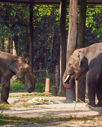 dhupjhora-elephantcamp